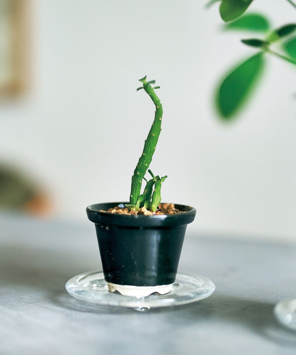 aito製作所 景　植木鉢小 