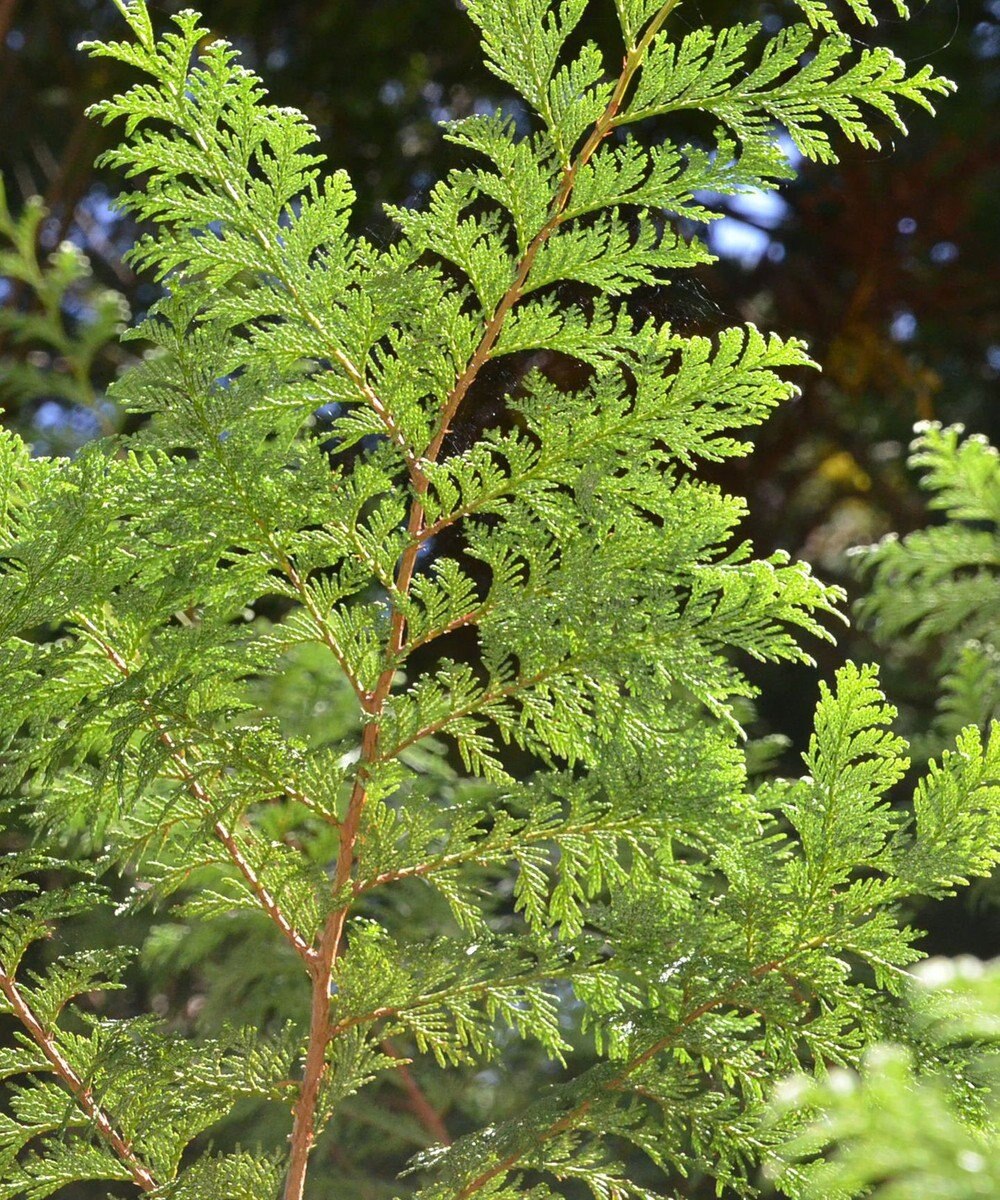 精油 Hinoki ヒノキ 枝葉 3ml Aroma Select ファッション通販 公式通販 オンワード クローゼット