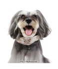 PET PARADISE 花柄 襟付首輪 おしゃれ 【ＳＳ】小型犬