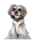 PET PARADISE 反射 花柄 アクティブハーネス  【ＳＳ】 小型犬