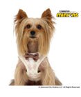 PET PARADISE ミニオン ティム ベストハーネス 《アーガイル》  小型犬 S