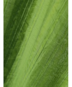 Green Parks シアーストライプショート丈シャツ