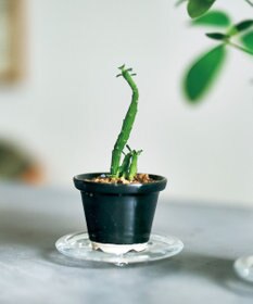 aito製作所 景　植木鉢小