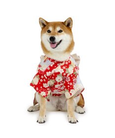 PET PARADISE ペットパラダイス 菊 牡丹 着物 中型犬 大型犬
