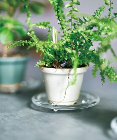 aito製作所 景　植木鉢小