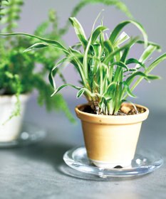 aito製作所 景　植木鉢小