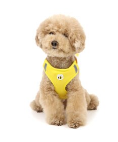 PET PARADISE ディズニー くまのプーさん マスコット付き ハーネス ３Ｓ 超小型犬 小型犬