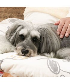 PET PARADISE スヌーピー 遠赤外線 くつろぎマット 《兄弟柄》 Ｍ