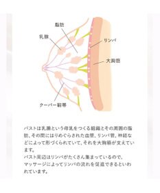 BRADELIS New York 【BRADELIS NewYork / バストにハリ・ツヤ】ブラデリス バストケアマッサージクリーム 200g