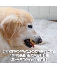 PET PARADISE 馬アキレス ジャーキー ロングジャーキー 3本入り