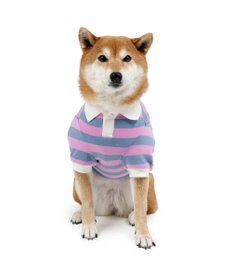 PET PARADISE スヌーピー ラガーシャツ 中型犬 大型犬