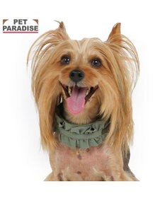 PET PARADISE ペットパラダイス ペタルオリーブ首輪 ３Ｓ