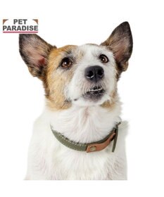 PET PARADISE ペットパラダイス 合皮 首輪 《カーキ》 小型犬 SS