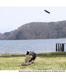 PET PARADISE 犬 おもちゃ ミニオン フライングディスク M (直径22cm)