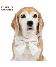 PET PARADISE ペットパラダイス 花柄りぼん 首輪 ＳＭ 中型犬