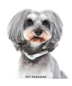 PET PARADISE クールリング 犬 クールネック ひんやり 28℃クールリング 【Ｓ】 リフレクター 水色 ベージュ  反射材付き
