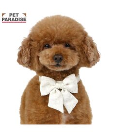PET PARADISE ペットパラダイス 花柄りぼん 首輪 ＳＳ 小型犬