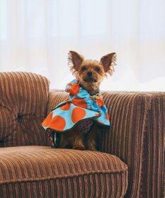 COQ DOTS CROSS ドッグポンチョ レインコート