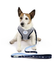 PET PARADISE J.PRESS ギンガムチェック ハーネス&リード   ３Ｓ 小型犬
