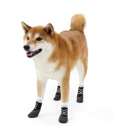 PET PARADISE 犬 靴 靴下 フィットシューズ 【SM】 グリーン ブラウン