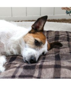 PET PARADISE ペットパラダイス 遠赤外線 ボアマット 《 チェック柄 》 (80×60cm)