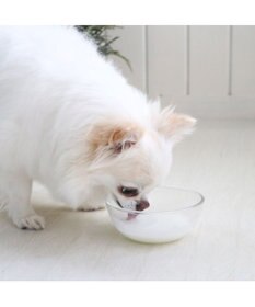 PET PARADISE ペットパラダイス ペット用 ヤギミルク オランダ産