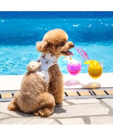 PET PARADISE ペットパラダイス くまちゃん クールベスト 小型犬