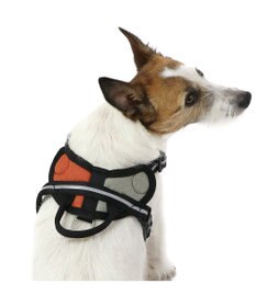 PET PARADISE ヘッドインハーネス 【ＳＳ】 オレンジ / ブルー 【小型犬】