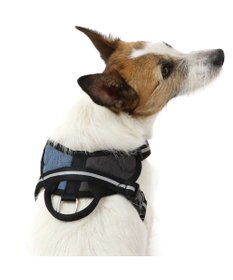 PET PARADISE ヘッドインハーネス 【ＳＳ】 オレンジ / ブルー 【小型犬】