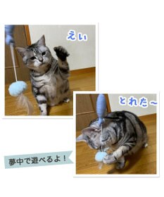 PET PARADISE 猫 おもちゃ 猫じゃらし 魚 トイ
