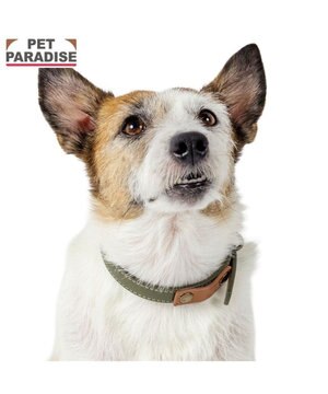  ペットパラダイス 合皮 首輪 《カーキ》 小型犬 ３S