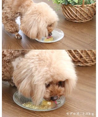 PET PARADISE 【賞味期限が12/29のため 半額】りんごゼリー 10個入り 国産 -