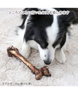 PET PARADISE 鹿 げん骨 デンタルおやつ Lサイズ×1本 純国産 鹿 げん骨