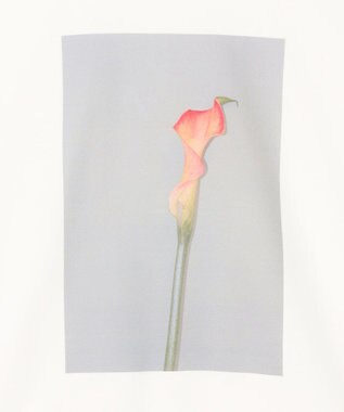 BEIGE， 【洗える・クロワッサン 掲載】PENTAS / オリジナルフォトプリントＴシャツ Calla lily