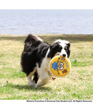PET PARADISE 犬 おもちゃ ミニオン フライングディスク M (直径22cm) 黄