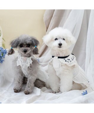 PET PARADISE ペットパラダイス アイレット レース ワンピース 小型犬 ホワイト