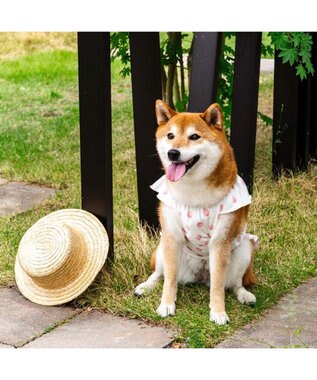 PET PARADISE ペットパラダイス タッチワンクールプラス Tシャツ 《いちご》 中型犬 大型犬 ホワイト×ピンク