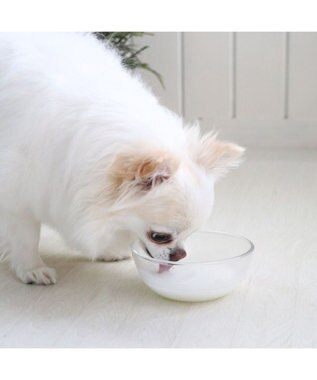 PET PARADISE ペットパラダイス オランダ産 ヤギミルク  ペット用 0