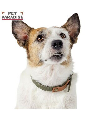PET PARADISE ペットパラダイス 合皮 首輪 《カーキ》 小型犬 S