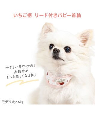 PET PARADISE ペットパラダイス リード付き首輪 《いちご》 小型犬 ホワイト×ピンク