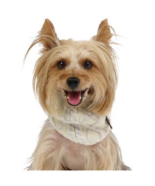 PET PARADISE ペットパラダイス 反射スヌード 《ホワイト》  小型犬 ホワイト