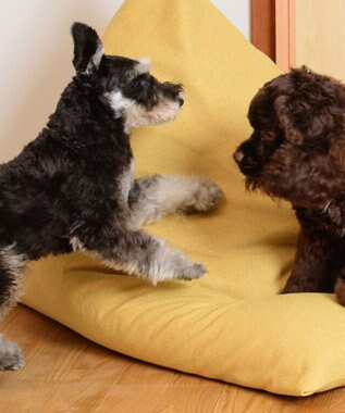 ビーズクッション tetra 高耐久性でペットも安心 tetra LEON（レオン）ビーズクッション　（ミニサイズ） サフランイエロー