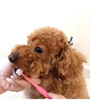 PET PARADISE 歯ブラシ デンタル ブラシ（クリアピンク）  国産 全犬種対応 ピンク