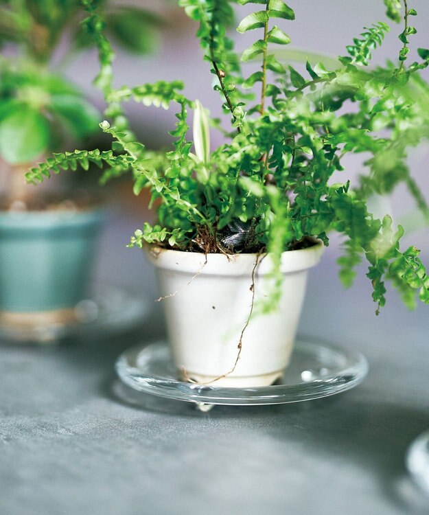 aito製作所 景　植木鉢小 卯の花_288117