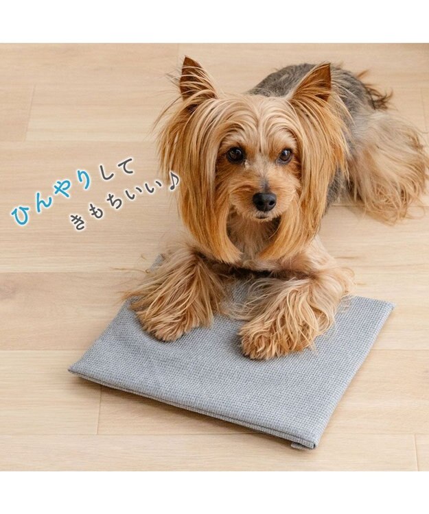 PET PARADISE ペットパラダイス  コンパクトクーラー グレー 2026 グレー