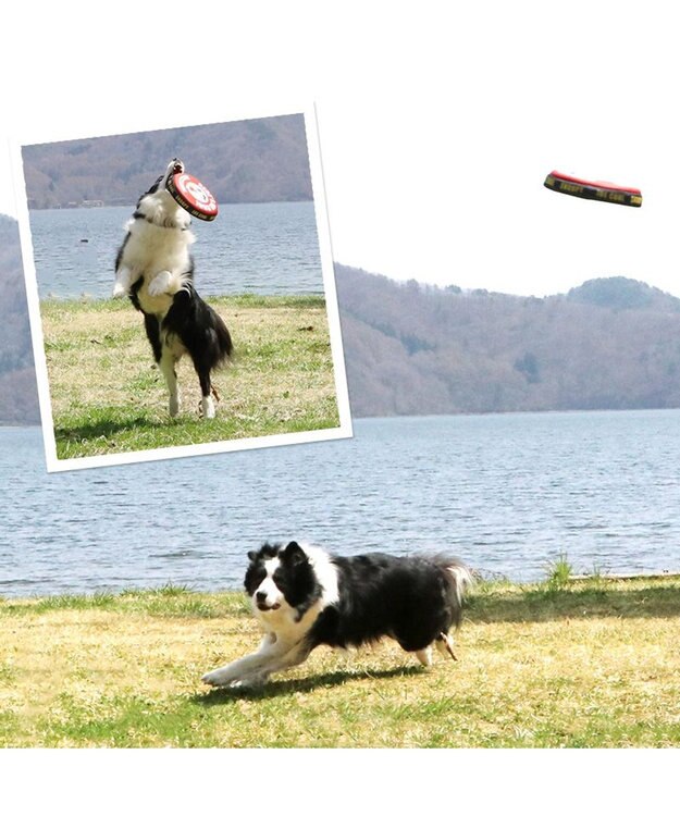 PET PARADISE 犬 おもちゃ スヌーピー フライングディスク M (直径22cm） 赤