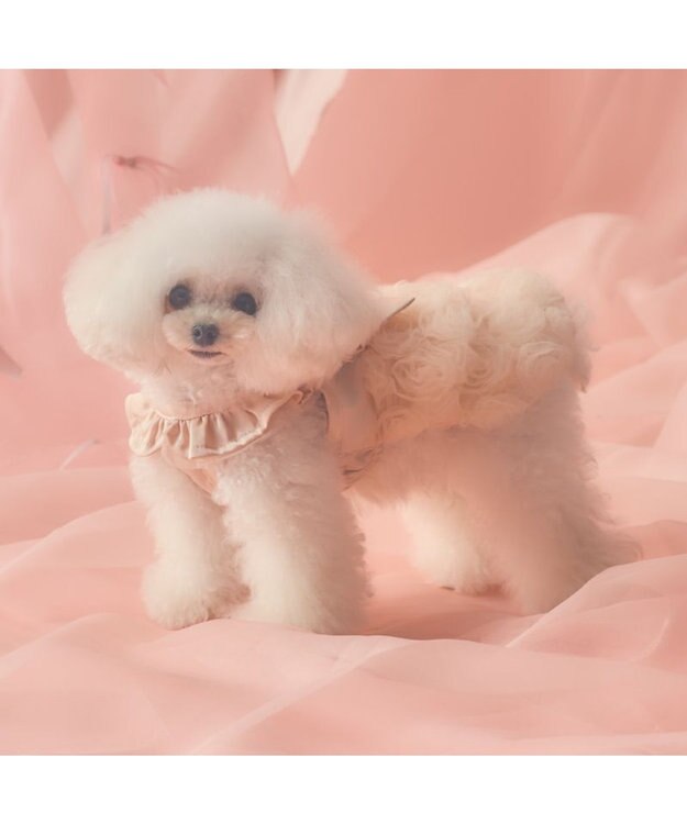 PET PARADISE cherircouture ローズチュールワンピース 《ピンク》 小型犬 ピンク