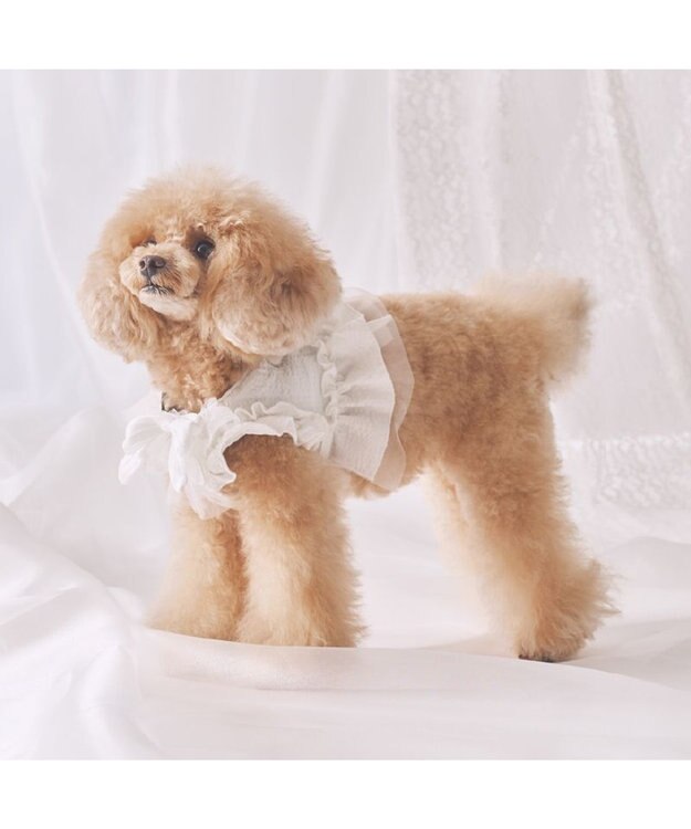 PET PARADISE cherircouture フリフリハーネス 《ホワイト》 小型犬 ＳＳ ホワイト