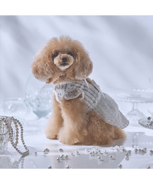 PET PARADISE cherircouture シースルーリボン ワンピース 小型犬 ホワイト