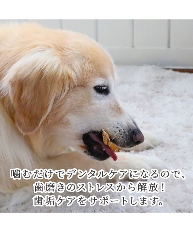 PET PARADISE 馬アキレス ジャーキー ロングジャーキー 3本入り -